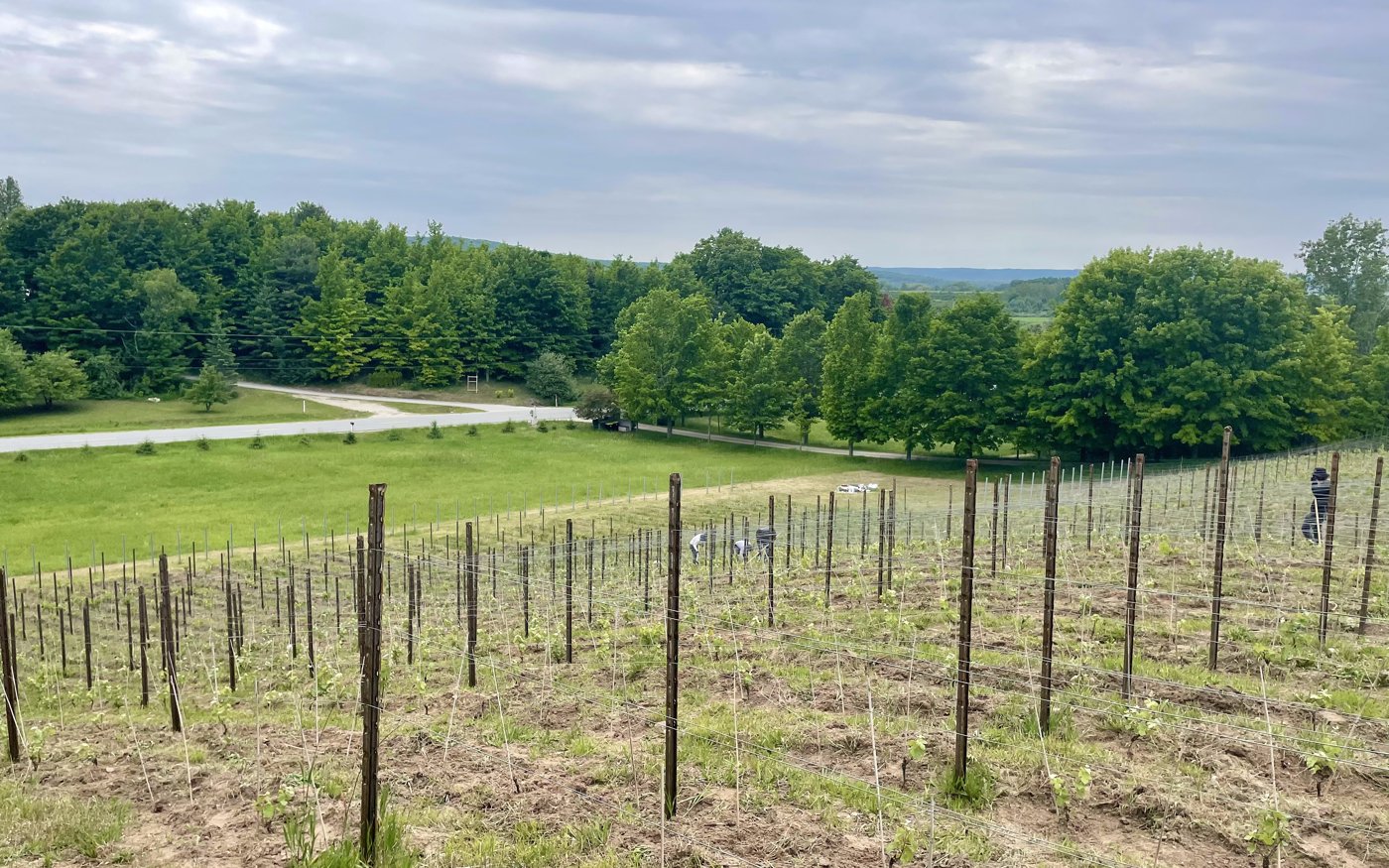 Allium Hill vineyard, Leelanau County, Michigan